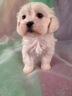 Female Teddy Bear Puppy for sale #9 Ready Jan.15th 2013|Shipping $150 to Newark NJ,Boston MA,Philadelphia PA, and many more Cities